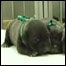 Clones de pit bull terrier