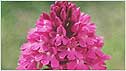 Wild Orchid c/o Natural England and Roworth