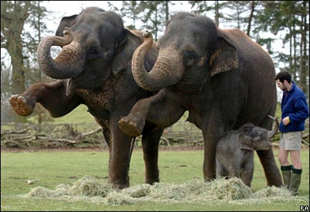 elephants_pa.jpg