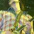 The Raconteurs -