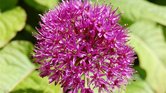 pink flower