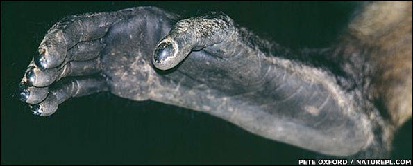 Spider_monkey_foot