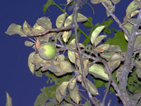 مڼې