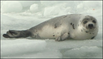 foca.jpg