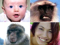 Faces