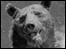 Brown bear