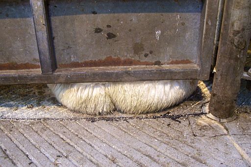 Bulge of wool