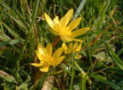 Celandine.jpg