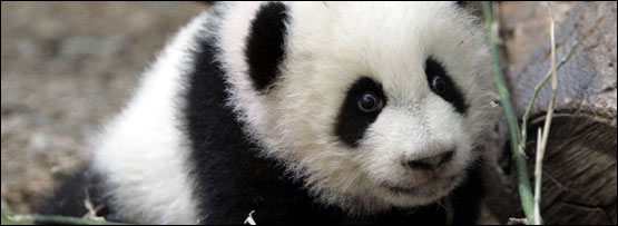 A panda