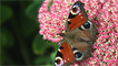 A peacock butterfly