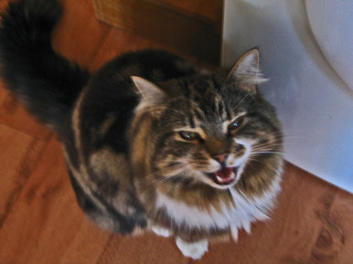 Evil cat