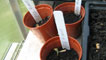 Eggplants