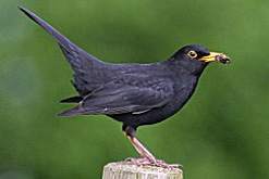 Black bird