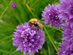 Bees and flowers