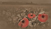 poppies