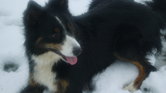 Indie the sheepdog...