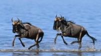Wildebeest from the Nature Picture Library