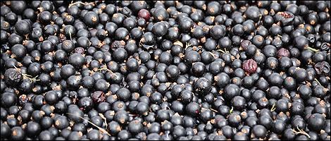 Blackcurrents 