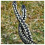 Adders dancing taken by Malcolm Gallimore