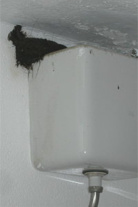 swallow_toilet.jpg