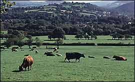 Cows in a field