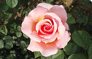 Rosa 'Dream Drops'