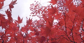 autumn leaves