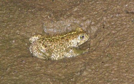 toad1.jpg
