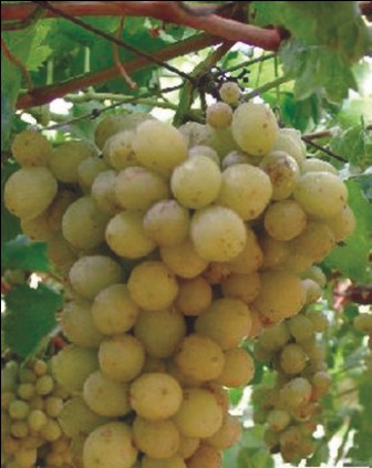 Hamadani