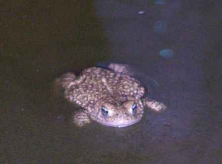 toad2.jpg