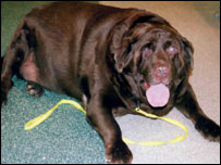 O labrador Rusty