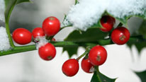 Theme: Christmas