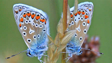 common_blue_dr_murray.jpg