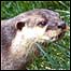 Otter