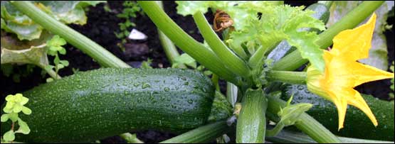 A marrow