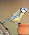 Blue tit: larger image and birdsong 