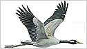 Crane c/o rspb Mike Langman
