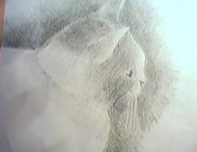 My cat