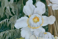 Image: Gustavia Pulchra from the Rio Negro region painted by Margaret Mee in 1979