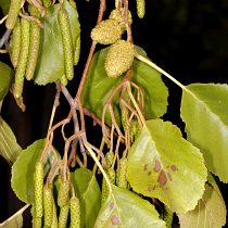 Speckled alder