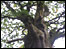 Oak tree