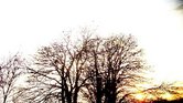 Tree?
