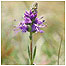 Weeting (Image: Flower c/o English Nature)