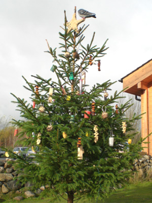 bird_xmas_tree.jpg