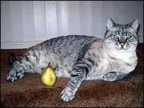 Big cat