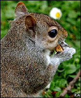 squirrel_blog.jpg