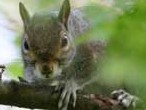 Grey squirrel