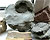 Yvonne's fossil specimens
