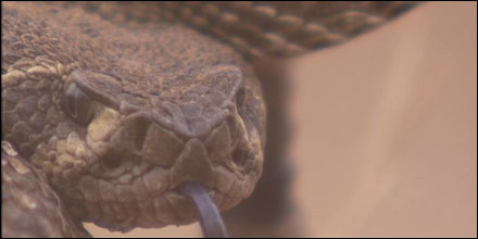 Rattlesnake