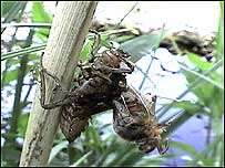 Dragonfly
